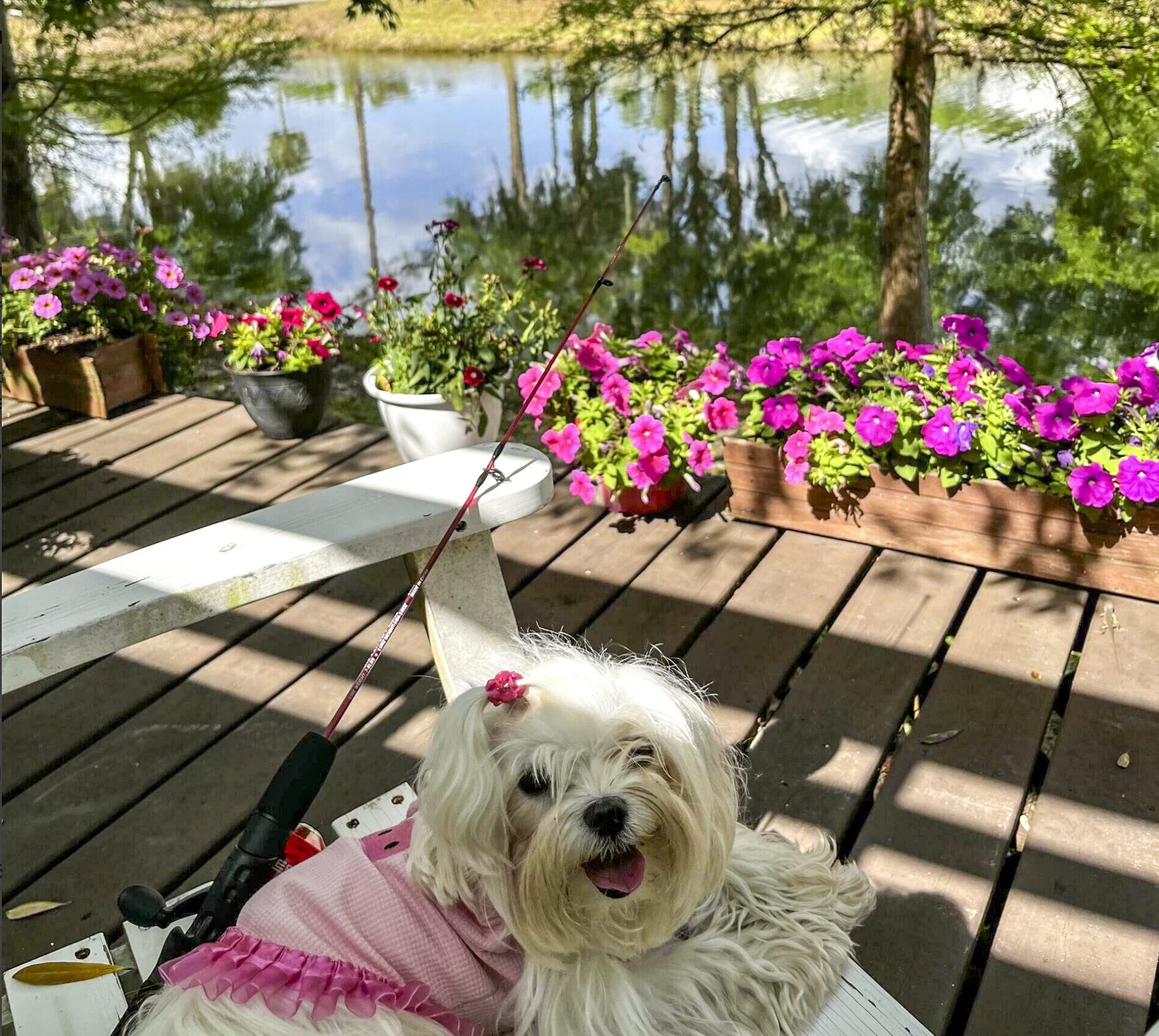 Top canine real estate agent in Palatka, Florida, Lil' Dottie.